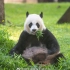 熊猫美香：在外受尽虐待，状况让人堪忧
