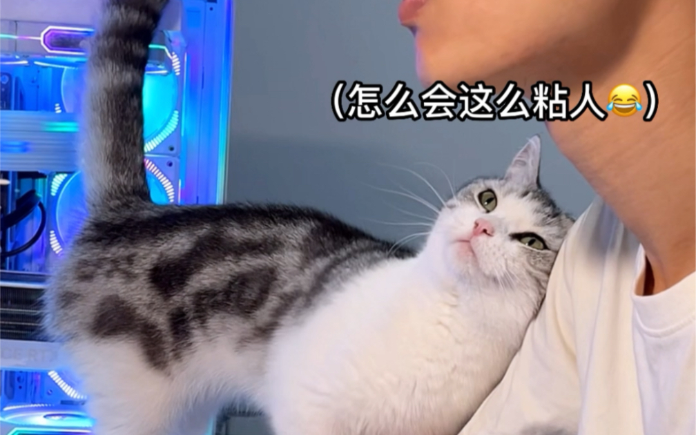 猫：要游戏还是要我！ 半半一家 半半一家 哔哩哔哩视频