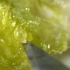 【组培】葡萄脱毒茎尖分生组织培养 茎尖剥离操作 Grape Meristem Excision