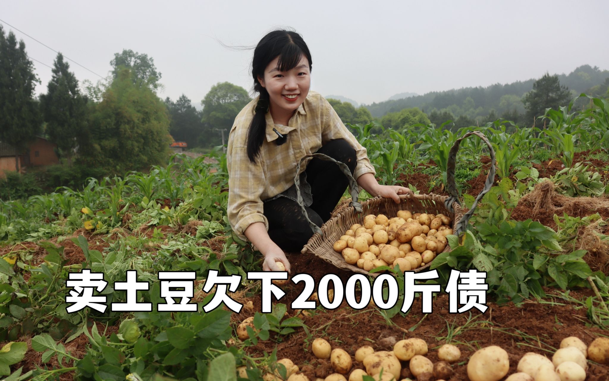 10分钟卖完1000斤小洋芋，卖了却欠2000斤债务，全村挖土豆还债