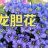 蓝色的龙胆花，花期长达1-2个月，白天开放、晚上闭合