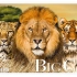 世界大型猫科动物/澳大利亚动物/非洲野生动物园/4K超高清 - 风景优美的野生动物影片