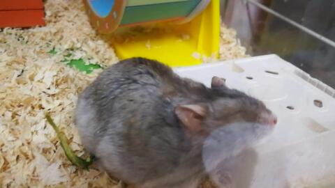 a42c067cd2d48934b1e75270cde8ce6d055268ca.jpg@480w_270h_1c