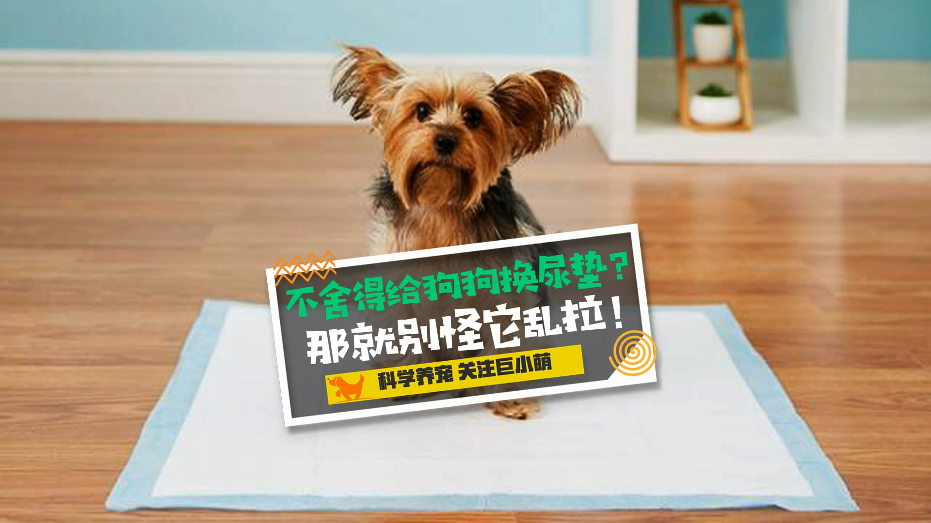 不舍得给狗换尿垫，就别怪它乱拉