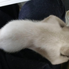 什么裆裆裆？裆裆裆就是：猫踩裆了