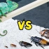 当变色龙遇到蟑螂会发生什么？让你见识下蟑螂的“震慑力”