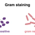 「Principle」革兰氏阳性菌和革兰氏阴性菌的染色 Gram positive and gram negative 