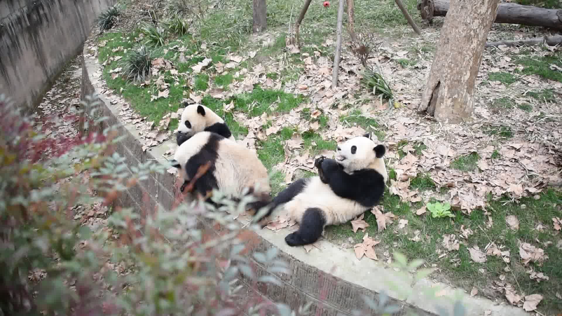 用或其他应用扫描二维码 点赞 拍摄于成都大熊猫繁育研究基地