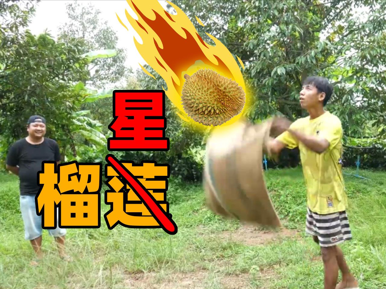 拿命摘榴莲，怪不得价格那么贵