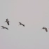 观鸟记录•白头鹤•飞版