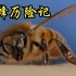 【加拿大】【纪录片】蜜蜂历险记：一只蜜蜂的奇幻冒险