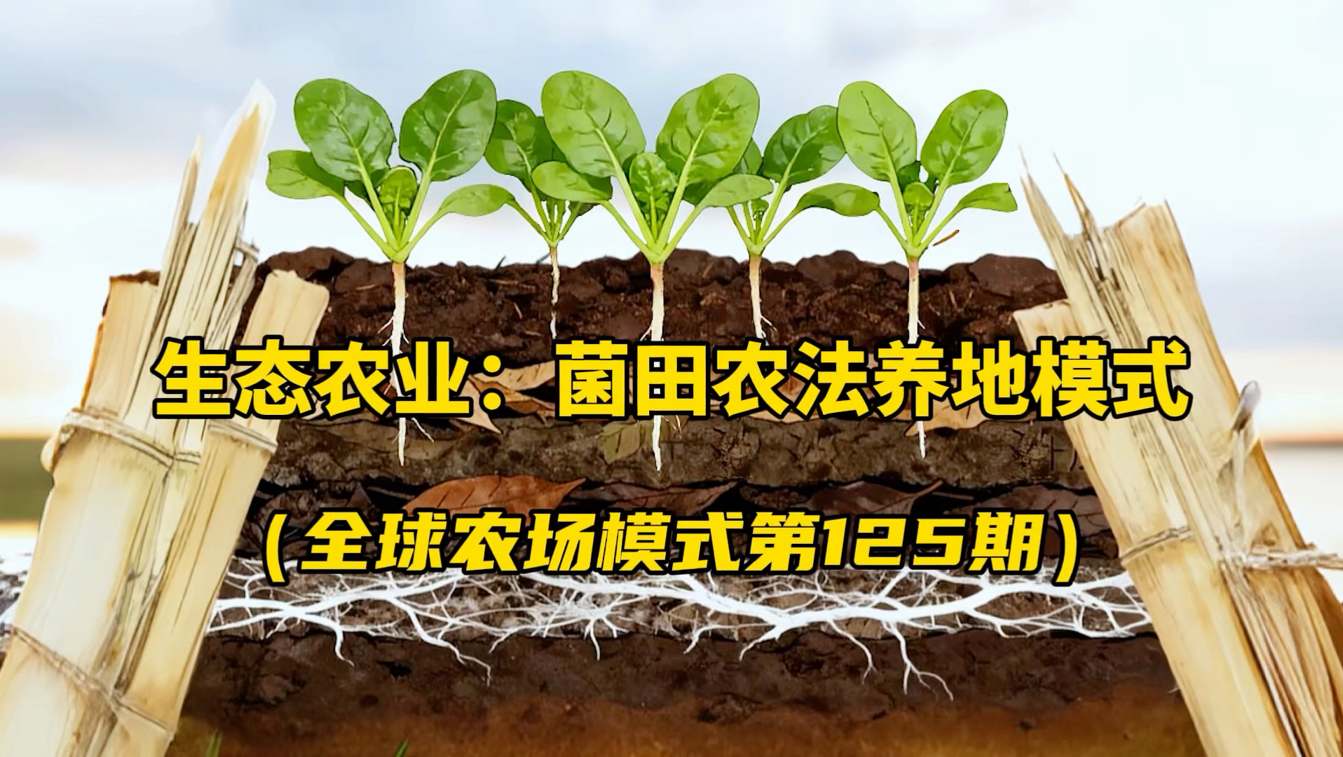 日本生态农业：菌田农法养地模式！轻轻松松干生态农业