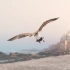 【神级旅拍视频】土耳其瞭望塔X摩洛哥瞭望塔 | Watchtower系列-Leonardo Dalessandri