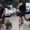 男子开车遇到泼猴“拦路”，下车后裤子差点被扒下，后面车主的表情亮了