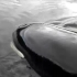 虎鲸搁浅，救助人员只能不断安慰它，等待大海起潮