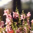 【空镜头】 植物花朵风信子 视频素材分享
