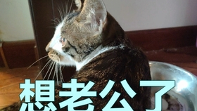 a4fecea2d994e4eaa77df97c30518d3f02305fce.jpg@280w_158h_1c_100q.jpg