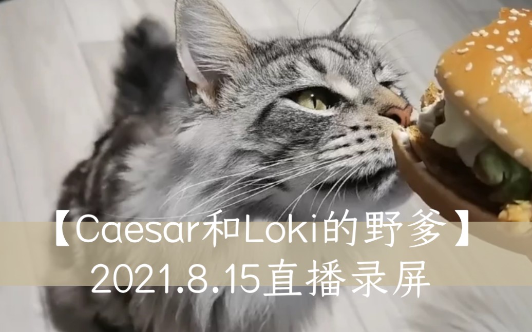 【Caesar和Loki的野爹】2021.8.15直播录屏