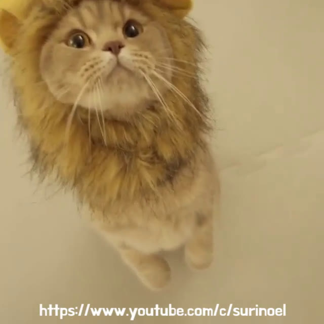 小猫咪cos小狮子