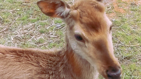 a52b83eb08d3747986145ab2c0986be27323817f.png@280w_158h_1c_100q.jpg