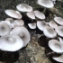 草菇的一生｜现代农业种植和收获兰花菇