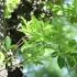 【空镜头】夏季夏天植物白花绿叶 素材分享