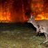 纪录片.PBS.动物救援：澳大利亚丛林大火.2020[片头][高清][英字]