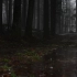【ASMR】3D环绕声 森林落雨下雨声 自然实拍