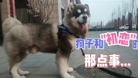 如何让狗快速变胖 a5822c8f059224e3981ff411a546337c48a0cce7.jpg@280w_158h_1c_100q.jpg