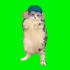 猫meme常用绿幕素材（不是很全）