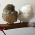 【珍珠鸟】鸟球睡觉