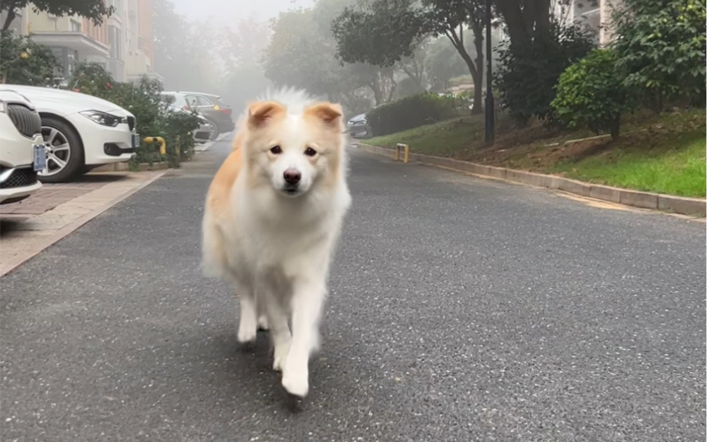 要是陈贝拉会说话就好了#边牧陈贝拉