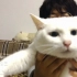 【中字】爱猫“白井カッパ”—中村纪子老师的「中村日和」