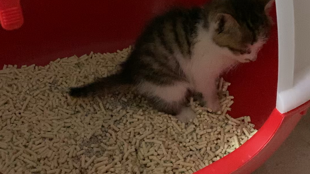 小奶猫第一次用猫砂，莫名的，泪目了