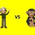 智人VS黑猩猩（生物学对比）