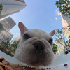 Osmo 360：第一次当狗粮，有什么要注意的
