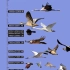 鸟类飞行高度排行榜，世界上飞的最高的鸟类是？