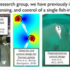 CDCL Robotic Fish School