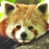 「纪录片」地球上最萌的动物——小熊猫