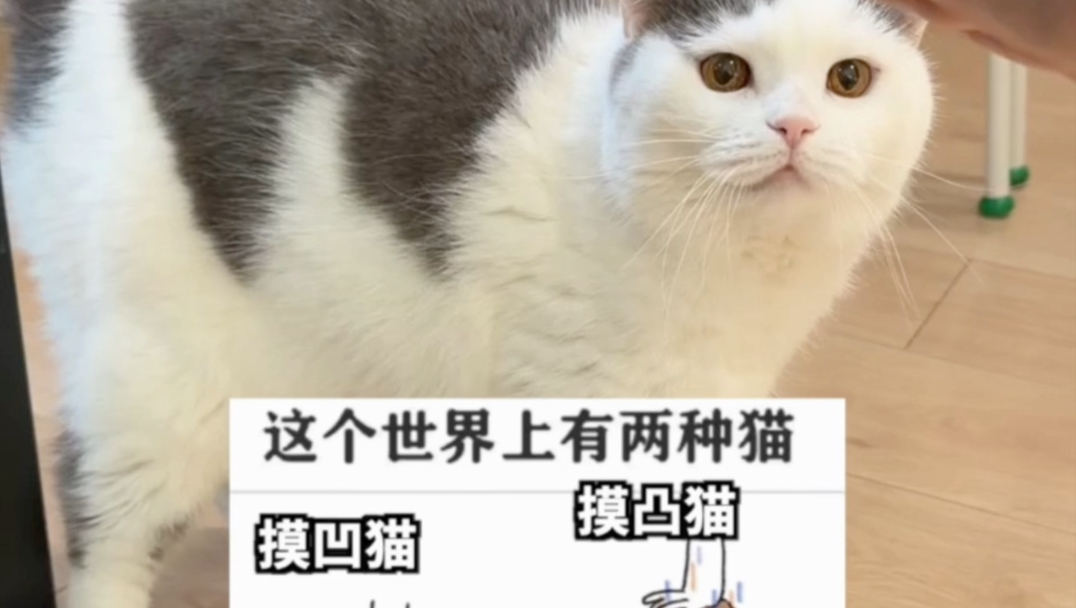 摸凹猫还是摸凸猫？