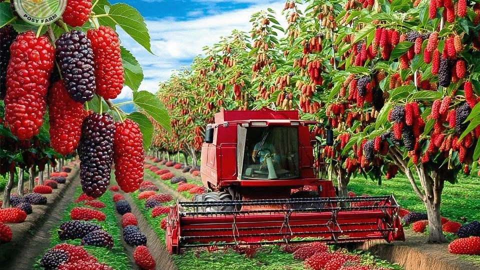 揭秘桑葚种植全攻略：从种子到果酱的奇妙之旅