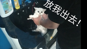 a5dee399b7f10b41ecad35be723c41087a3285a7.jpg@280w_158h_1c_100q.jpg