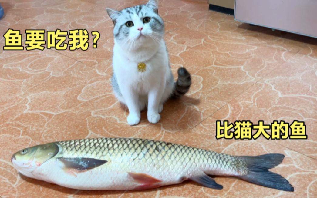 过年送一条比猫还大的鱼，猫直接吓傻了！