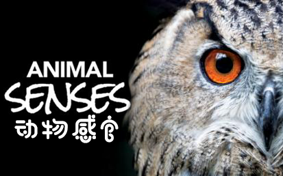 【纪录片】动物感官-Animal Senses I 3