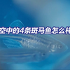 航天员在太空养的斑马鱼出现了有意思的行为