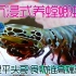 沉浸式养雀尾螳螂虾 食物链高端玩家的彪悍虾生 太有趣太好玩了