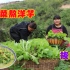 陕北特色“小白菜熬洋芋”的做法，好吃不贵味道香，你吃过吗？