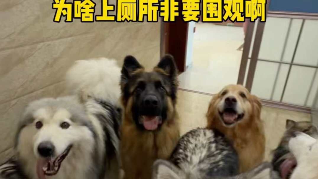 上个厕所干啥要围观啊
