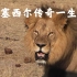 狮子纪录片:塞西尔 王的传奇，津巴布韦传奇狮王塞西尔的故事