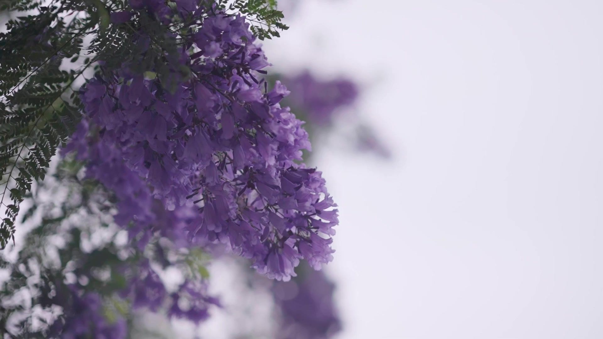 【空镜素材】蓝花楹